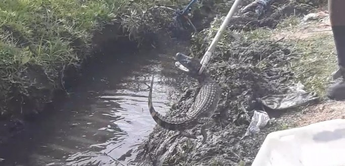 FILHOTE DE JACAR� � RESGATADO PELOS BOMBEIROS DE VALETA NO BAIRRO S�O JO�O