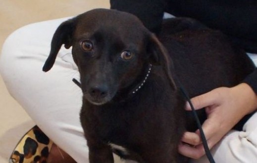 BICHARADA UNIVERSITRIA FAR FEIRA DE ADOO SBADO NO SHOPPING PRAA RIO GRANDE