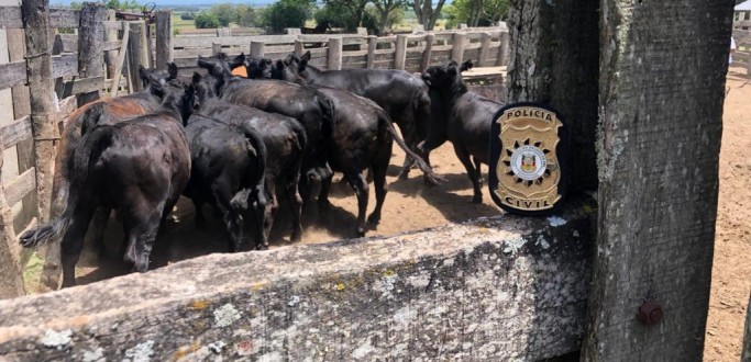 ANIMAIS DA RAA ANGUS FURTADOS NO CHU SO LOCALIZADOS EM RG PELA PC