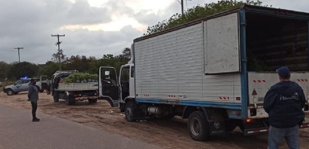 ADUANA DO CHU INTERCEPTA CARGA DE PLANTAS DESTINADAS AO URUGUAI