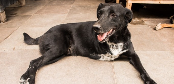 FEIRA DE ADOO DE CES SER SBADO NA DOM JOAQUIM, EM PELOTAS