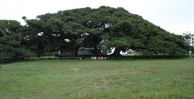 GALERIA DE ARTE DO PARTAGE SHOPPING RECEBE A EXPOSI��O �LUZ: A POESIA DO OLHAR DO OUTRO SOBRE O ECOMUSEU DA PICADA�