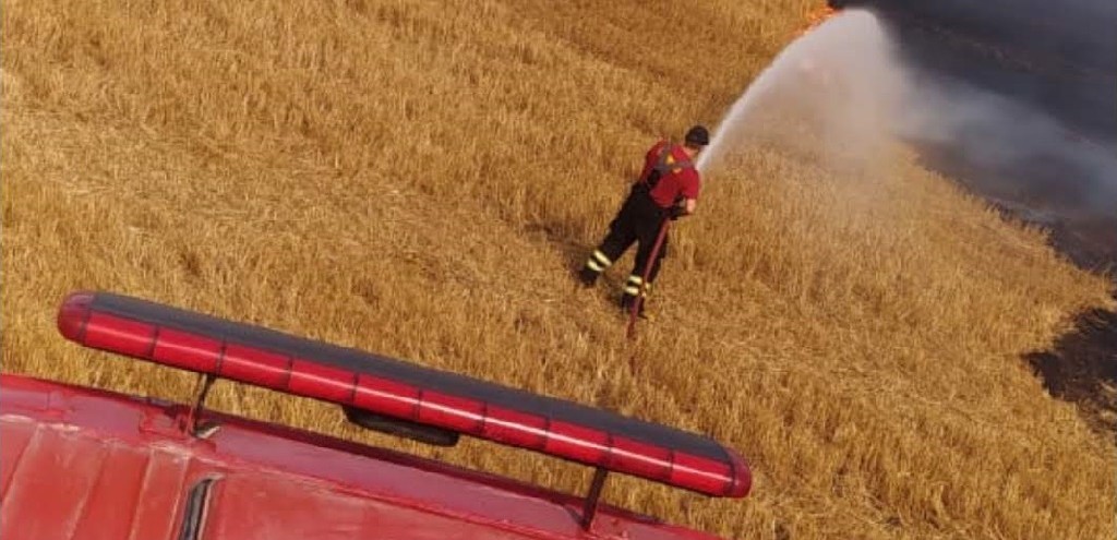 PLANTAO DE TRIGO  ATINGIDA POR INCNDIO, EM JAGUARO