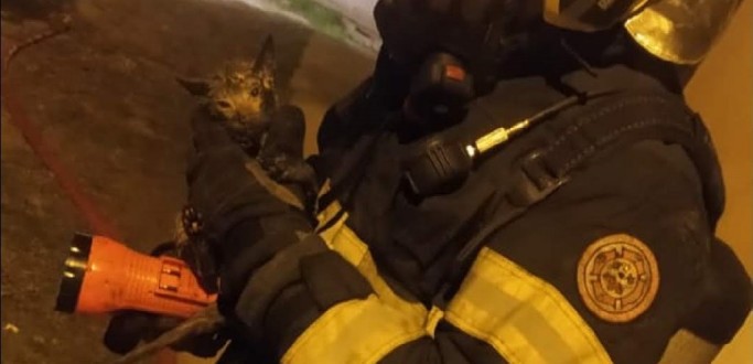 MULHER COM HIPOTERMIA E GATO S�O SALVOS DE INC�NDIO EM JAGUAR�O