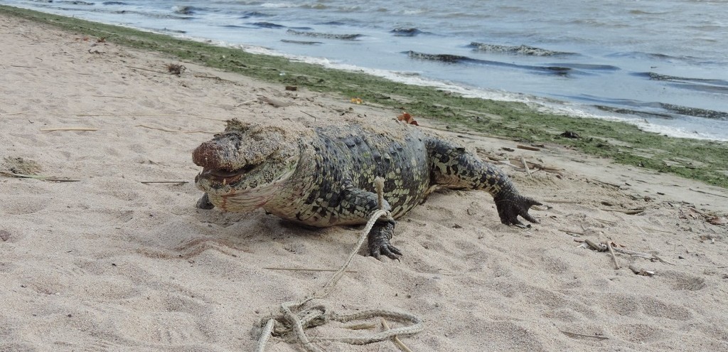 JACAR  ENCONTRADO MORTO E COM FERIMENTOS NA CABEA, NA BEIRA DA PRAIA DO LARANJAL