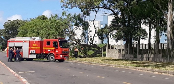 RVORE CAI E INTERROMPE O TRNSITO NA RUA JOCKEY CLUB