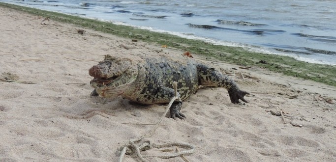 JACAR  ENCONTRADO MORTO E COM FERIMENTOS NA CABEA, NA BEIRA DA PRAIA DO LARANJAL