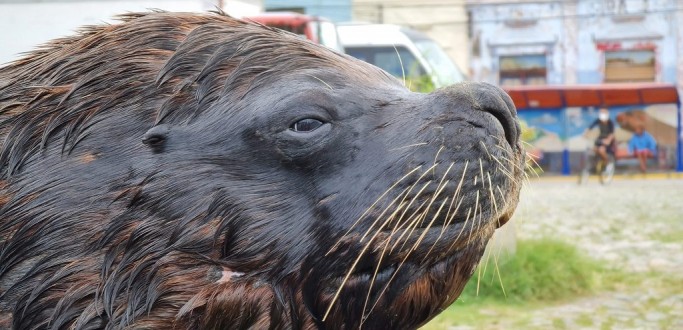 LEO-MARINHO  VISTO DESCANSANDO NA DOCA DO MERCADO PBLICO