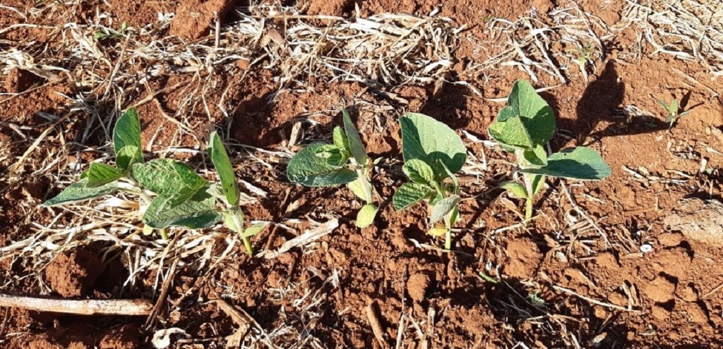 TEMPO SECO REDUZ INTENSIDADE DE PLANTIO DA SOJA NO ESTADO