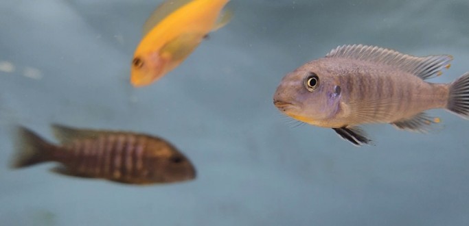 A ARTE E O ENCANTO DA PR�TICA DO AQUARISMO