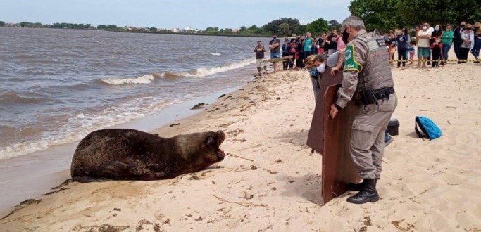 LEO-MARINHO  VISTO NA BEIRA DA PRAIA DA BARRINHA, EM SLS