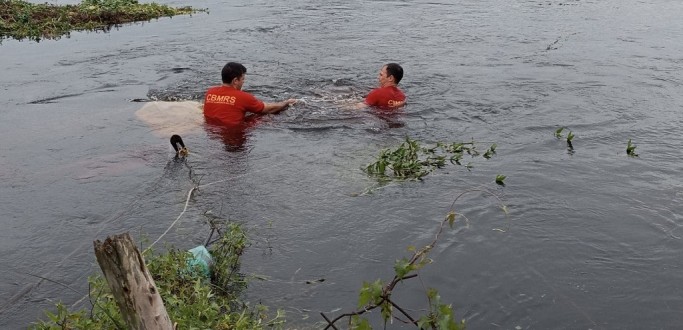 CARROA CAI DE PONTE E CAVALO MORRE AFOGADO NO BAIRRO SANTA ROSA