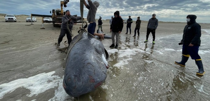 BALEIA DESENCALHADA ONTEM NO CASSINO MORRE E CORPO � LEVADO PARA O MUSEU OCEANOGR�FICO