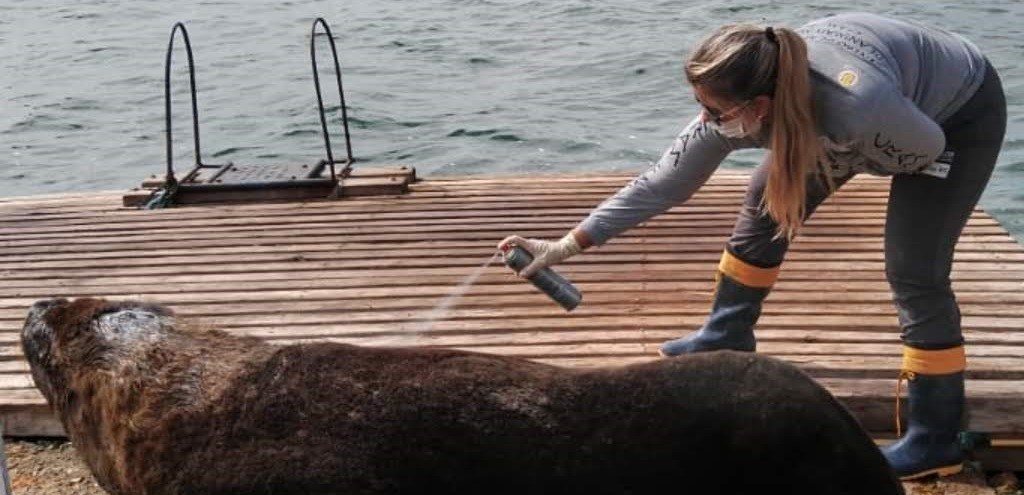 CRAM ATUALIZA ESTADO DE SA�DE DE LE�O-MARINHO ENCONTRADO COM FERIMENTOS