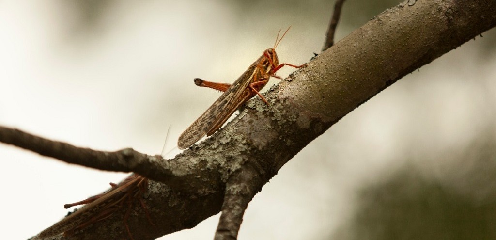 SECRETARIA DA AGRICULTURA AUMENTA VIGILÂNCIA SOBRE NUVEM DE GAFANHOTOS VINDA DA ARGENTINA