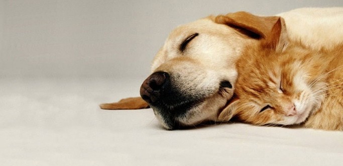 INDICA��ES DE ENTIDADES DE PROTE��O ANIMAL SE INICIAM NA VIRADA DO ANO