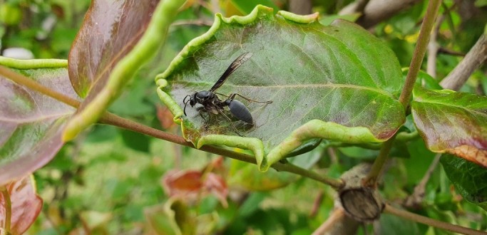 BI�LOGO FALA SOBRE CAMOATINS E AUMENTO DA POPULA��O DE INSETOS NA PRIMAVERA