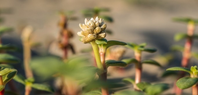 PROJETO MAR DE AREIA DIVULGA RESULTADOS DO FESTIVAL ARTSTICO E LITERRIO