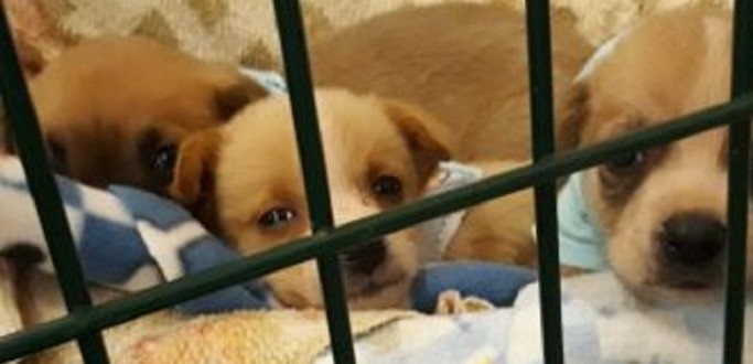 SECRETARIA DA CAUSA ANIMAL BUSCA ABRIGOS SOLID�RIOS PARA ANIMAIS APREENDIDOS