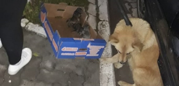 EM BUSCA DE UM LUGAR SEGURO, CACHORRA TEM FILHOTES EMBAIXO DE CARRO NA COHAB II