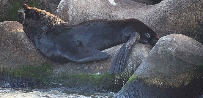 NEMA REALIZA O MONITORAMENTO DE LOBOS E LEES-MARINHOS EM TORRES E SO JOS DO NORTE