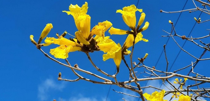 IP�S EM RG COME�AM A FLORESCER COM A PROXIMIDADE DA PRIMAVERA