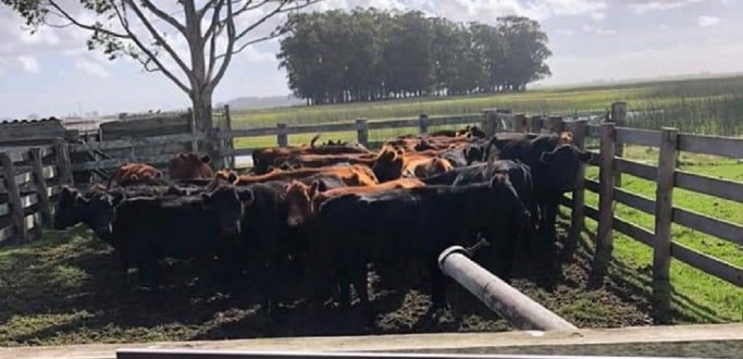 PC RECUPERA 43 BOVINOS QUE HAVIAM SIDO FURTADOS DE PROPRIEDADES RURAIS DE RG