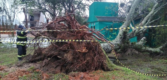 CHUVA E VENTO DERRUBAM RVORES EM SO LOURENO DO SUL