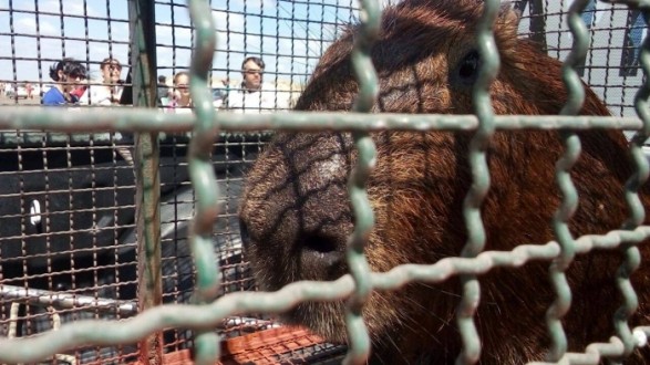 COORDENADORIA DOS ANIMAIS ACOMPANHA RESGATE DE CAPIVARA NA PRAIA DO CASSINO