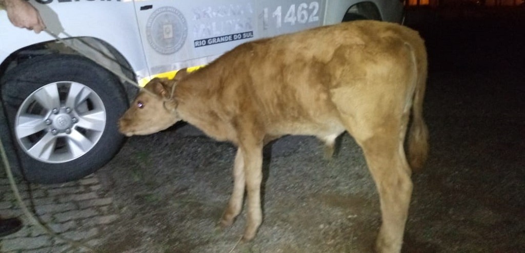 TERNEIRO FURTADO  ENCONTRADO AINDA VIVO POR POLICIAIS MILITARES, EM CANGUU