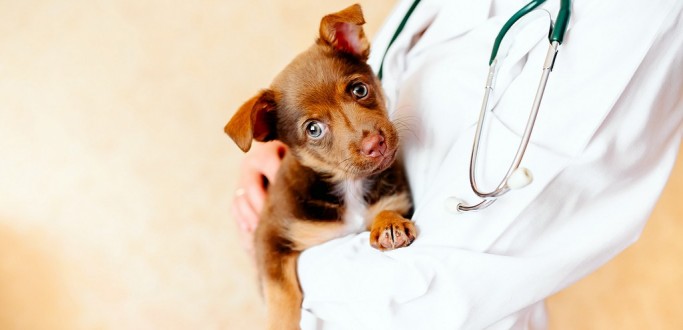 MUNIC�PIO FAZ CHAMAMENTO PARA CONTRATA��O TEMPOR�RIA DE M�DICOS VETERIN�RIOS