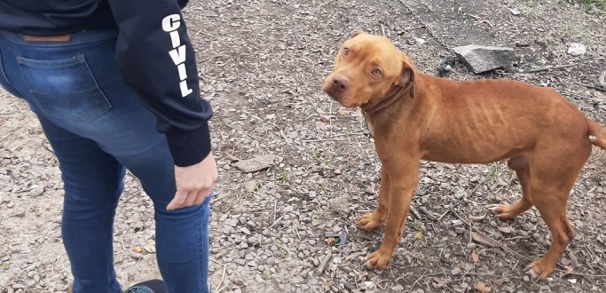 POLCIA CIVIL PRENDE HOMEM POR MAUS-TRATOS DE ANIMAIS EM PELOTAS