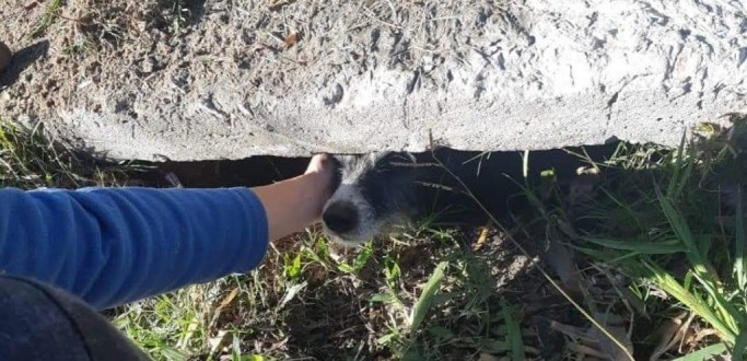 CACHORRINHA CAI EM BUEIRO E  SALVA PELO CORPO DE BOMBEIROS, NO CASSINO