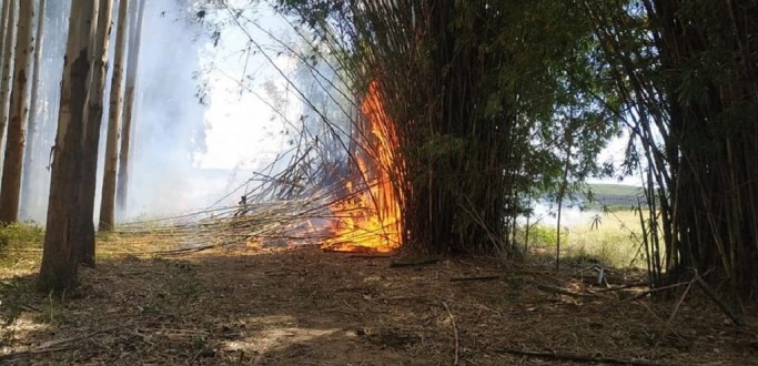INC�NDIO ATINGE �REA DE EUCALIPTOS DENTRO DE FAZENDA EM TAPES