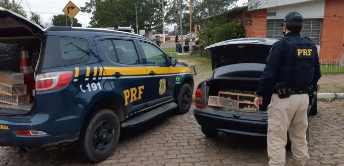 PRF APREENDE 200 PSSAROS SILVESTRES E 50 TARTARUGAS EM UM CARRO NA BR 116