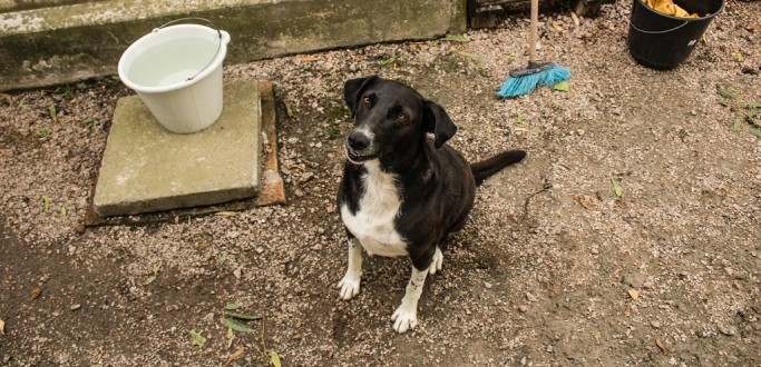 CANIL MUNICIPAL DE PELOTAS TEM 56 CES DISPONVEIS PARA ADOO RESPONSVEL