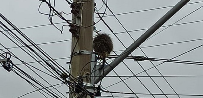 PORCO-ESPINHO  SALVO PELOS BOMBEIROS NO CENTRO DE SO LOURENO DO SUL