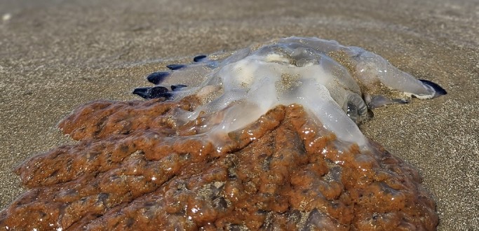 PROFESSOR DO INSTITUTO DE OCEANOGRAFIA EXPLICA SOBRE FEN�MENO QUE CAUSOU O SURGIMENTO DE MILHARES DE �GUAS-VIVAS, NO CASSINO
