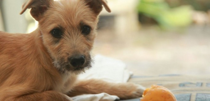 SOS ANIMAIS PROMOVE FEIRA DE ADO��O DE C�ES E GATOS, EM PELOTAS