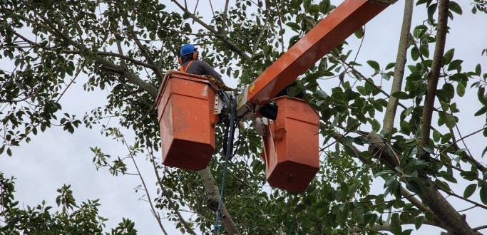 DEFESA CIVIL DE RIO GRANDE REALIZA PODA DE FALSA-SERINGUEIRA, NA RUA CARLOS GOMES