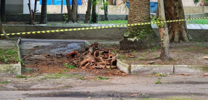 BOMBEIROS RETIRAM ENXAME DE ABELHAS NA PRA�A TAMANDAR�