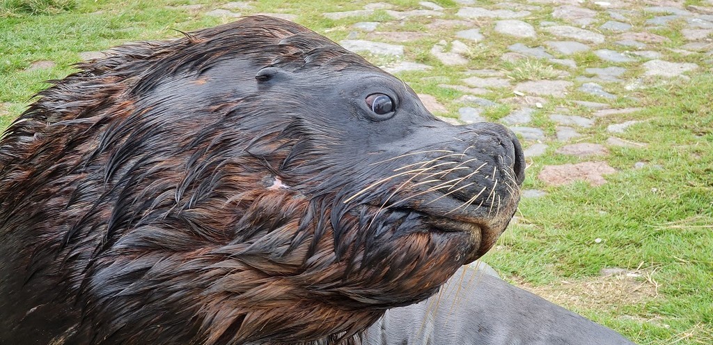 DIRETOR DO COMPLEXO DE MUSEUS DA FURG N�O CONFIRMA QUE LE�O-MARINHO TENHA SIDO ATINGIDO POR TIROS