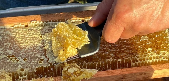 COMEA A CAPACITAO DE PRODUTORES DE MEL QUE FAZEM PARTE DO PROJETO POLINIZANDO O PAMPA