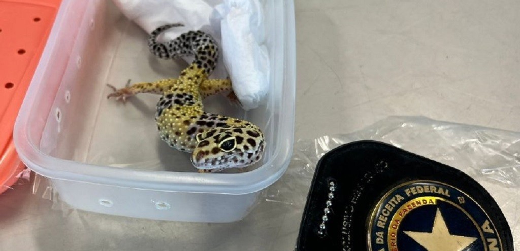 LAGARTO TRANSPORTADO EM NIBUS  RESGATADO PELA RECEITA FEDERAL, NO CHU