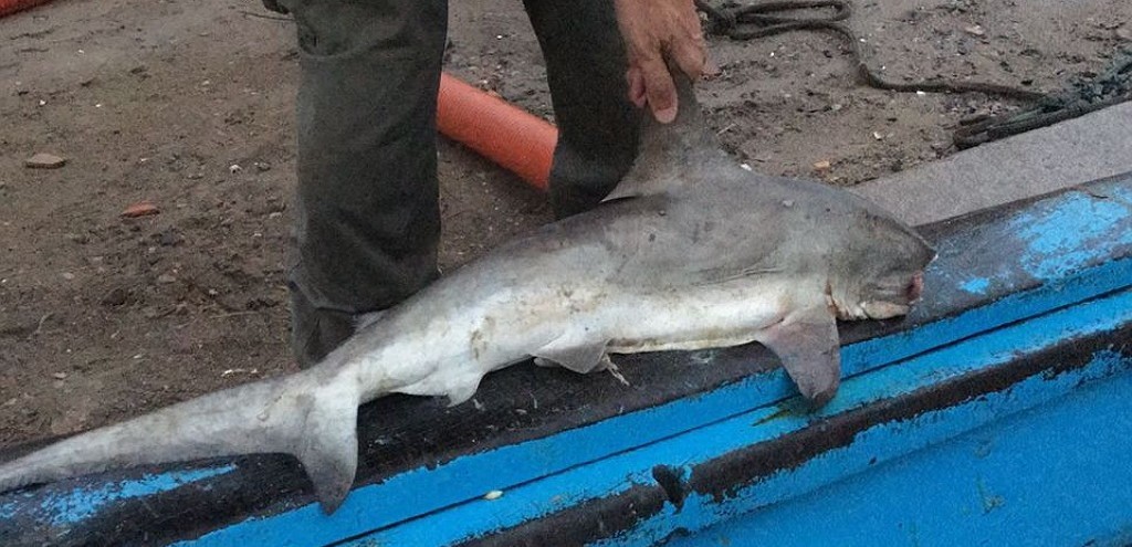 MESTRE DE EMBARCAO  PRESO POR PESCA ILEGAL PELA PF, EM RIO GRANDE