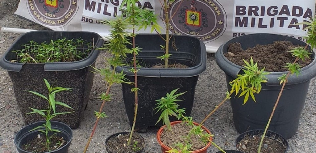 CASAL  PRESO CULTIVANDO PS DE MACONHA EM RIO GRANDE