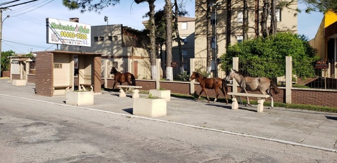 SMMAS FAR OPERAO PARA APREENSO DE EQUINOS QUE OFEREAM RISCO AO TRNSITO