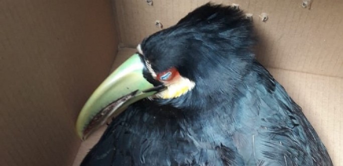 TUCANO ATROPELADO NA BR-392 � RESGATADO