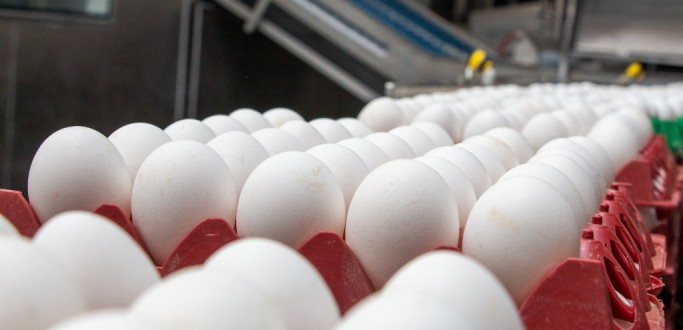 EXPORTAES DE OVOS TOTALIZAM 9,4 MIL TONELADAS EM 2022