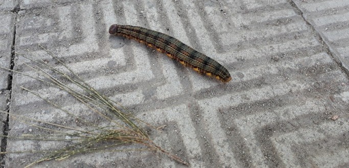 BI�LOGO EXPLICA QUE LAGARTAS DA PRA�A TAMANDAR� S�O TOTALMENTE INOFENSIVAS